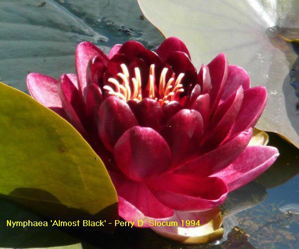 Nymphaea 'Almost Black'